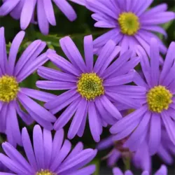 Violet Brachyscome Brasco Violet