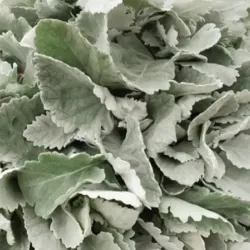 New Look Dusty Miller New Look