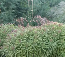 Rainbow Euphorbia Ascot Rainbow