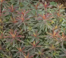 Bonfire Euphorbia Polychroma Bonfire