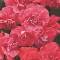 Coral Reef Impatiens Rockapulco Coral Reef