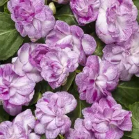 Wisteria Impatiens Rockapulco Wisteria