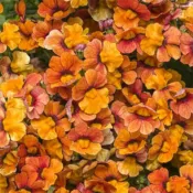 Blood Orange Nemesia Sunsatia Blood Orange