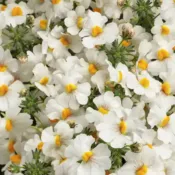 Coconut Nemesia Sunsatia Coconut