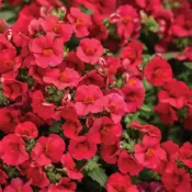 Cranberry Red Nemesia Sunsatia Cranberry Red