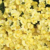 Lemon Nemesia Sunsatia Lemon