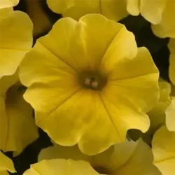 Yellow Petchoa Caliburst Yellow