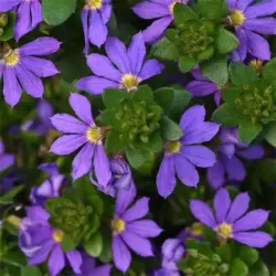 Blue Scaevola Brilliance Blue
