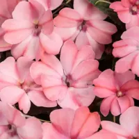 Pink Blush Sunpatiens Pink Blush
