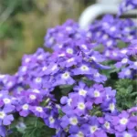Amethyst Charme Verbena Empress Flair Amethyst Charme