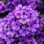 Cobalt blue Verbena Empress Flair Cobalt Blue